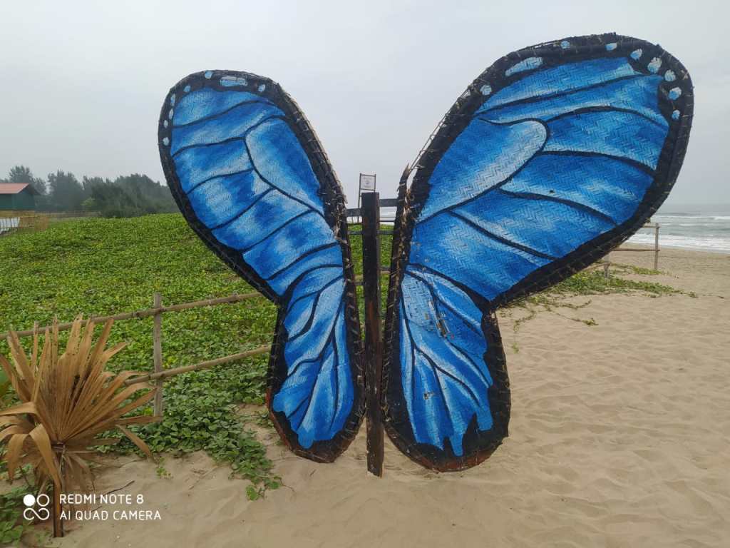 Eden beach butterfly